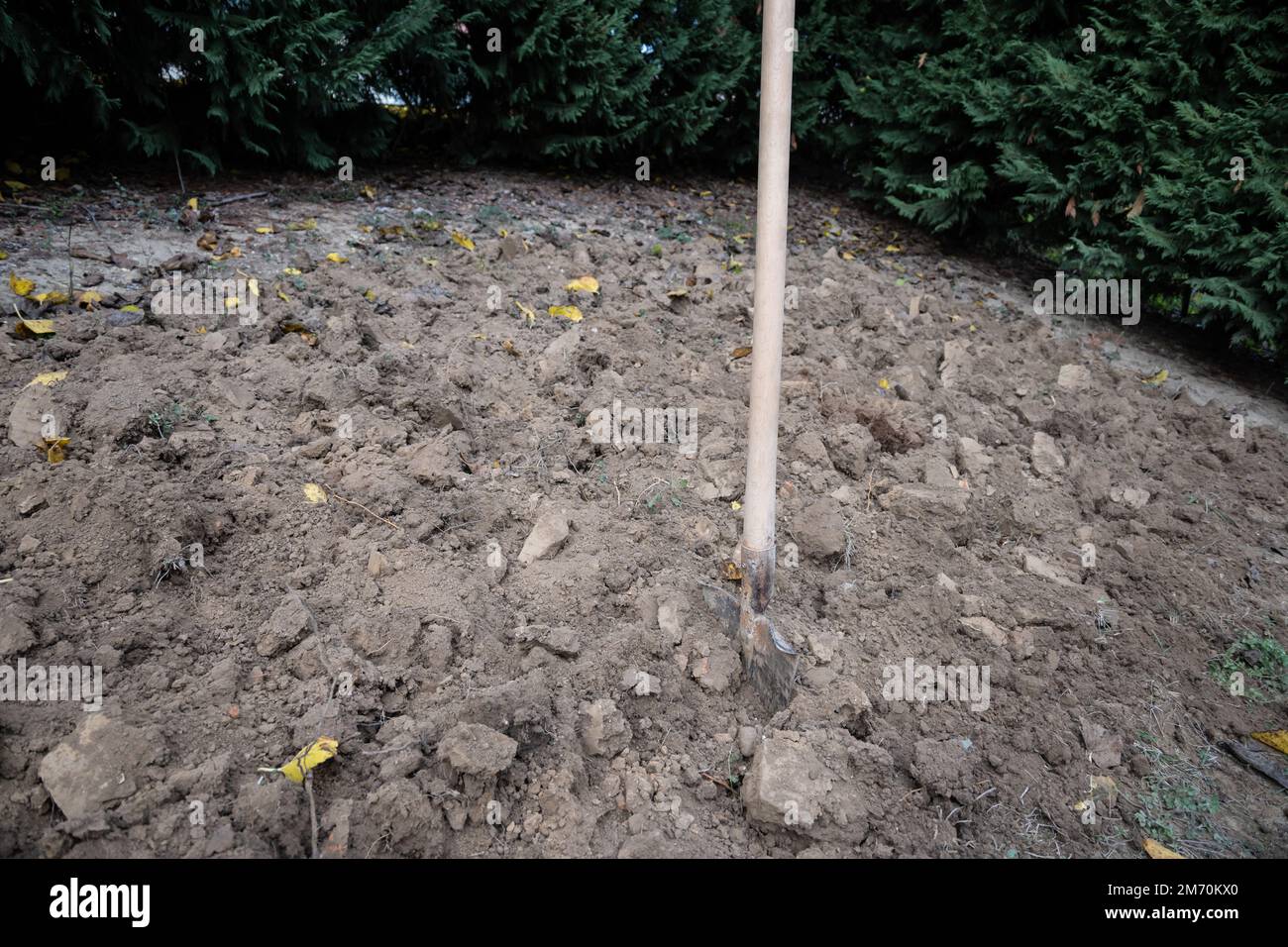 Operazioni di scavo in un orto per preparare il terreno alla semina primaverile. Foto Stock