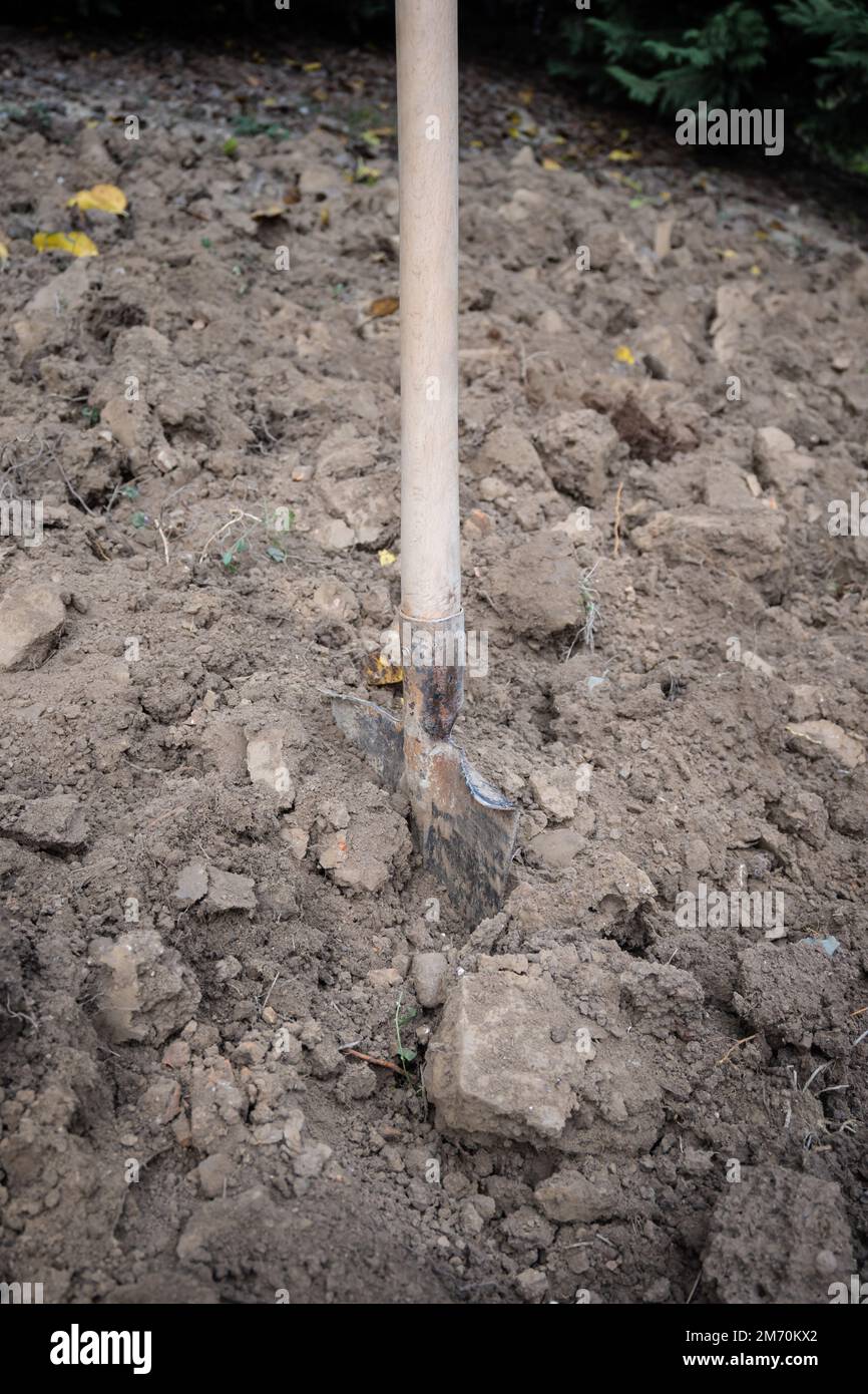 Operazioni di scavo in un orto per preparare il terreno alla semina primaverile. Foto Stock
