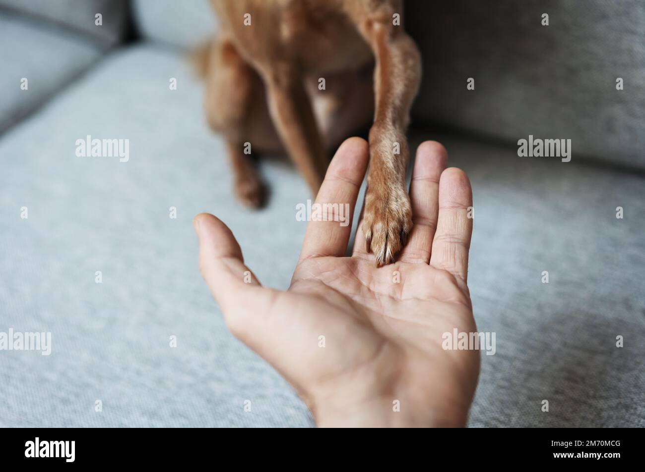 Zampa di cane piccolo a disposizione del proprietario dell'animale domestico. Foto Stock