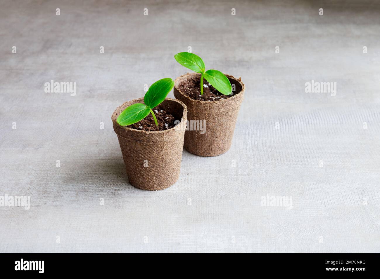 In una pentola crescono giovani piantine di zucca. Foto Stock