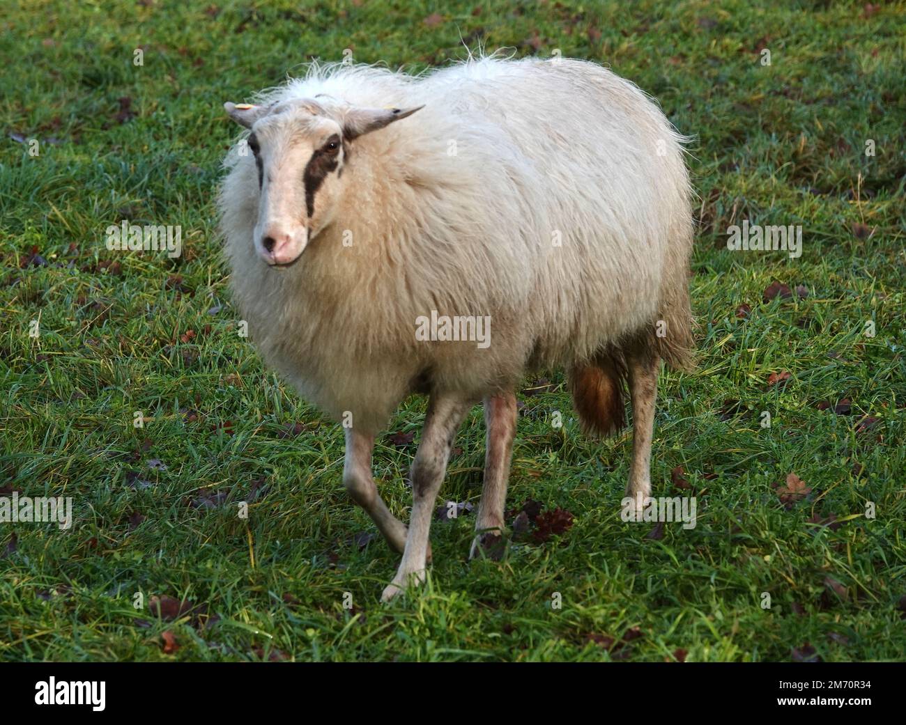 Una pecora con un cappotto spesso cammina in un prato in inverno. Si tratta di una razza speciale proveniente da questa zona con una coda lunga, chiamata Landrace di Bentheim Foto Stock