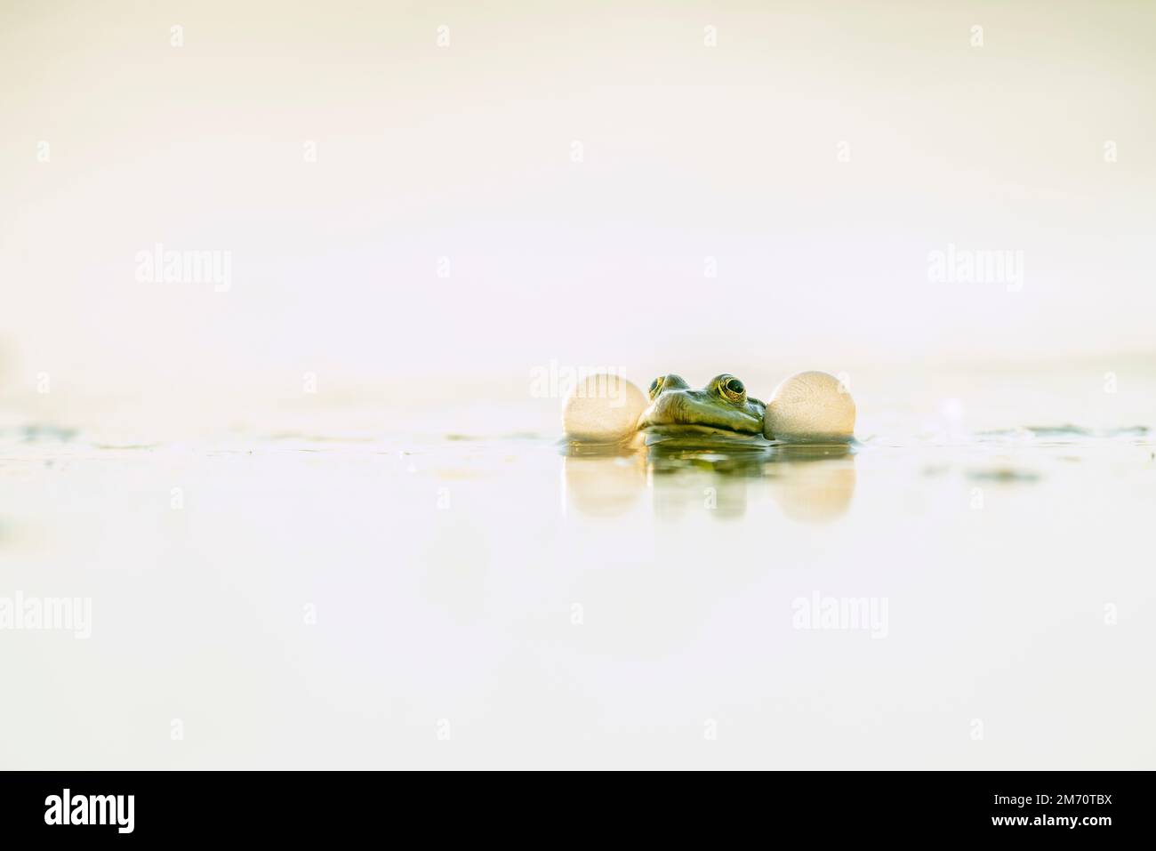 Rana che mostra il suo sacco vocale durante la sua chiamata in acqua. Foto Stock