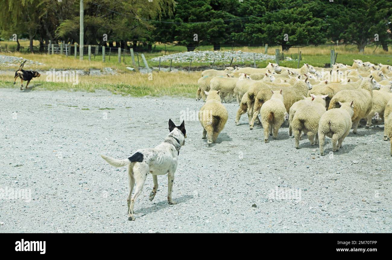 Sheepdog Working - Nuova Zelanda Foto Stock