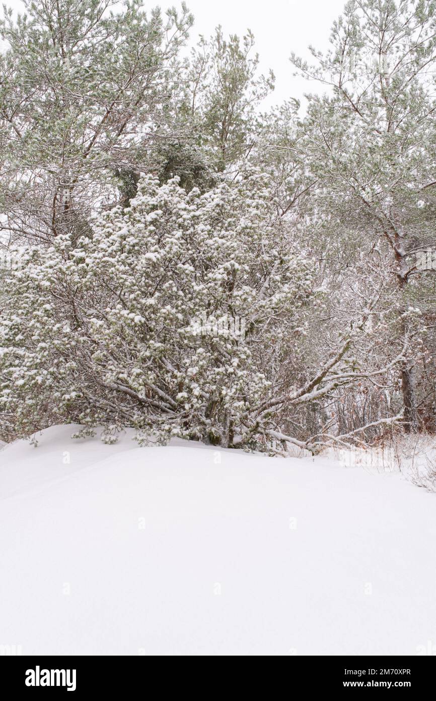 Winter Wonderland in svezia . Passerella attraverso la foresta con alberi ricoperti di neve e luce solare brillante Foto Stock