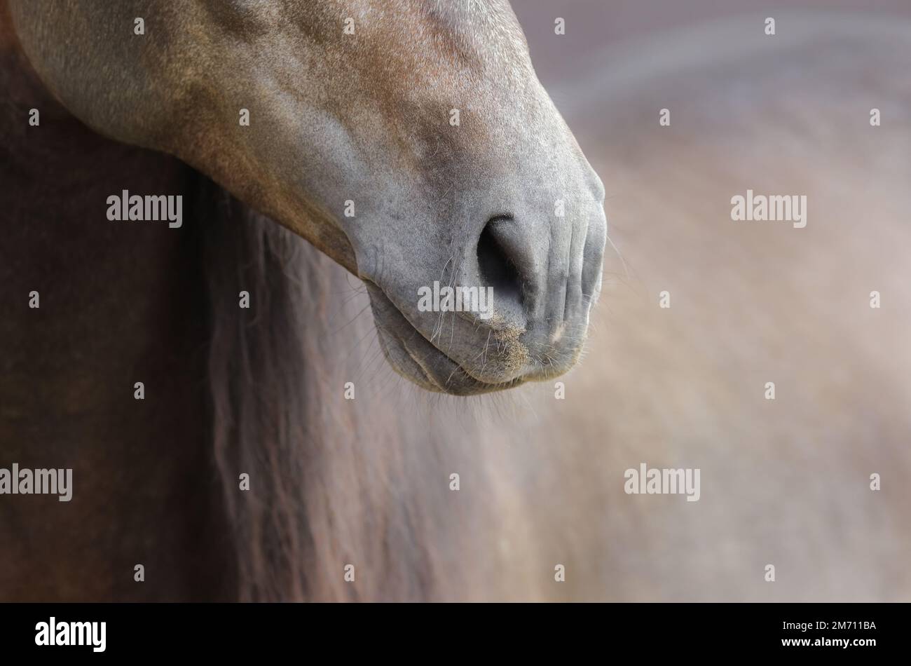 Primo piano di naso di cavallo su sfondo naturale in tenui colori pastello. Foto Stock