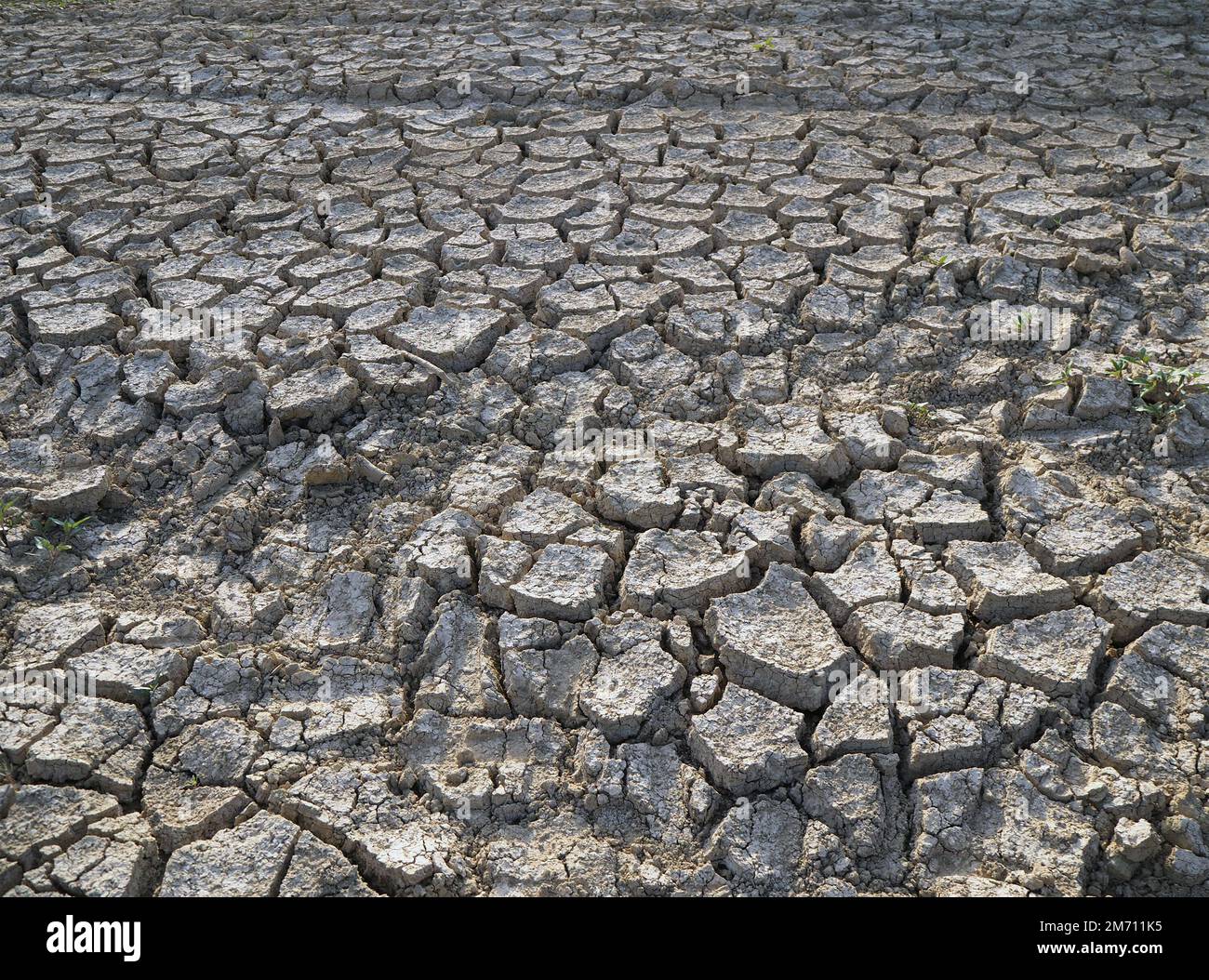 Sfondo di suolo incrinato. Campo secco incrinato. Struttura naturale di suolo con crepe. Grandi crepe nel terreno. Foto Stock