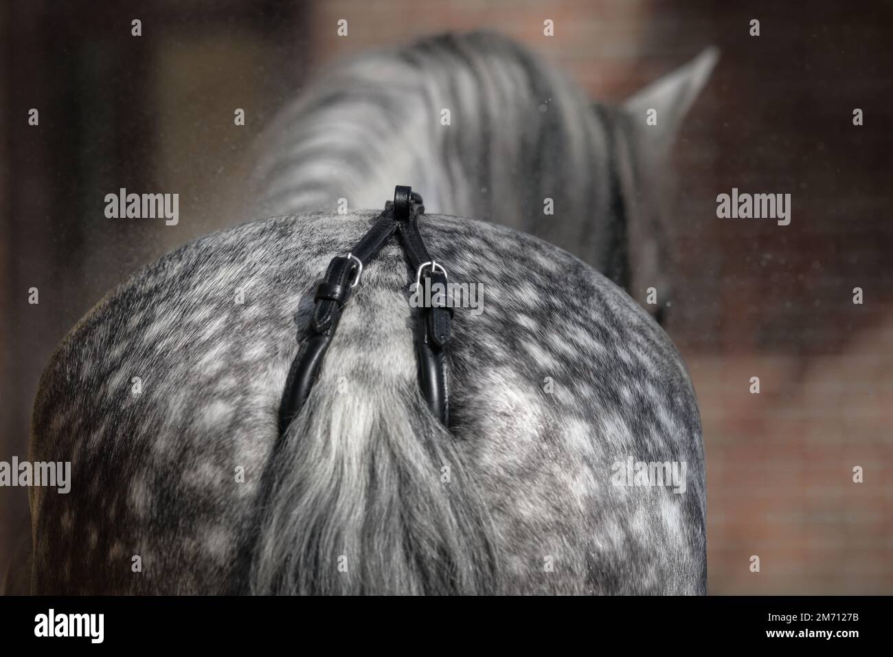 Vista posteriore del cavallo grigio ananas. Primo piano crostino nero. Foto Stock