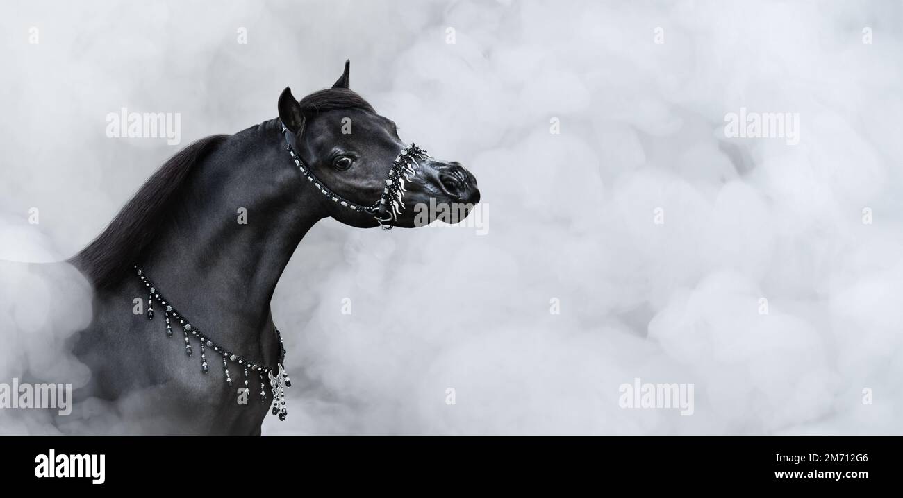 Ritratto di bel cavallo nero americano in miniatura in fumo chiaro con spazio per il testo. Foto Stock