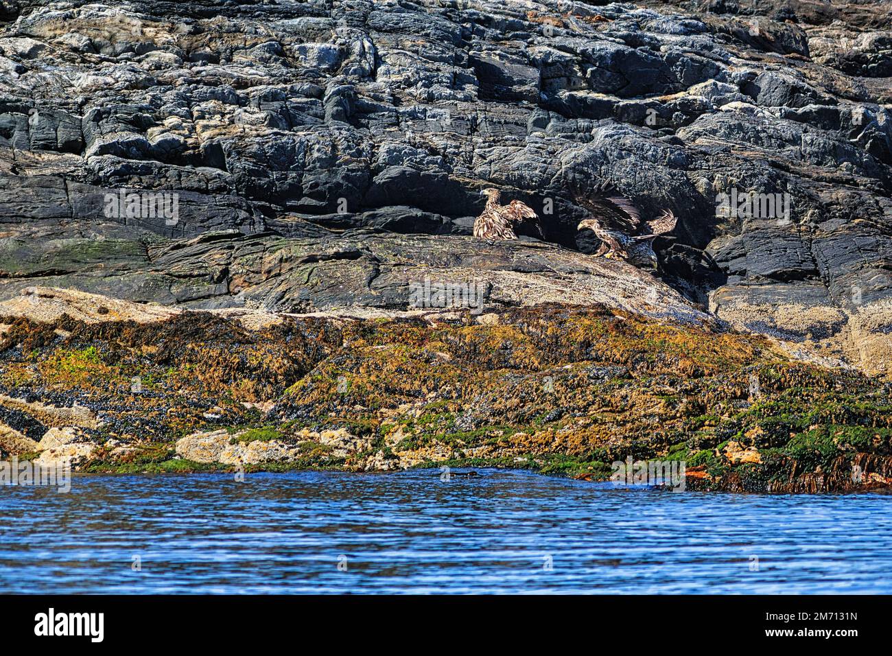 Aquila dalla coda bianca (Haliaeetus albicilla), giovani uccelli su una roccia nella riserva naturale, Bleiksoya Bird Island, Bleik, Andoya, Vesteralen, Nord Foto Stock