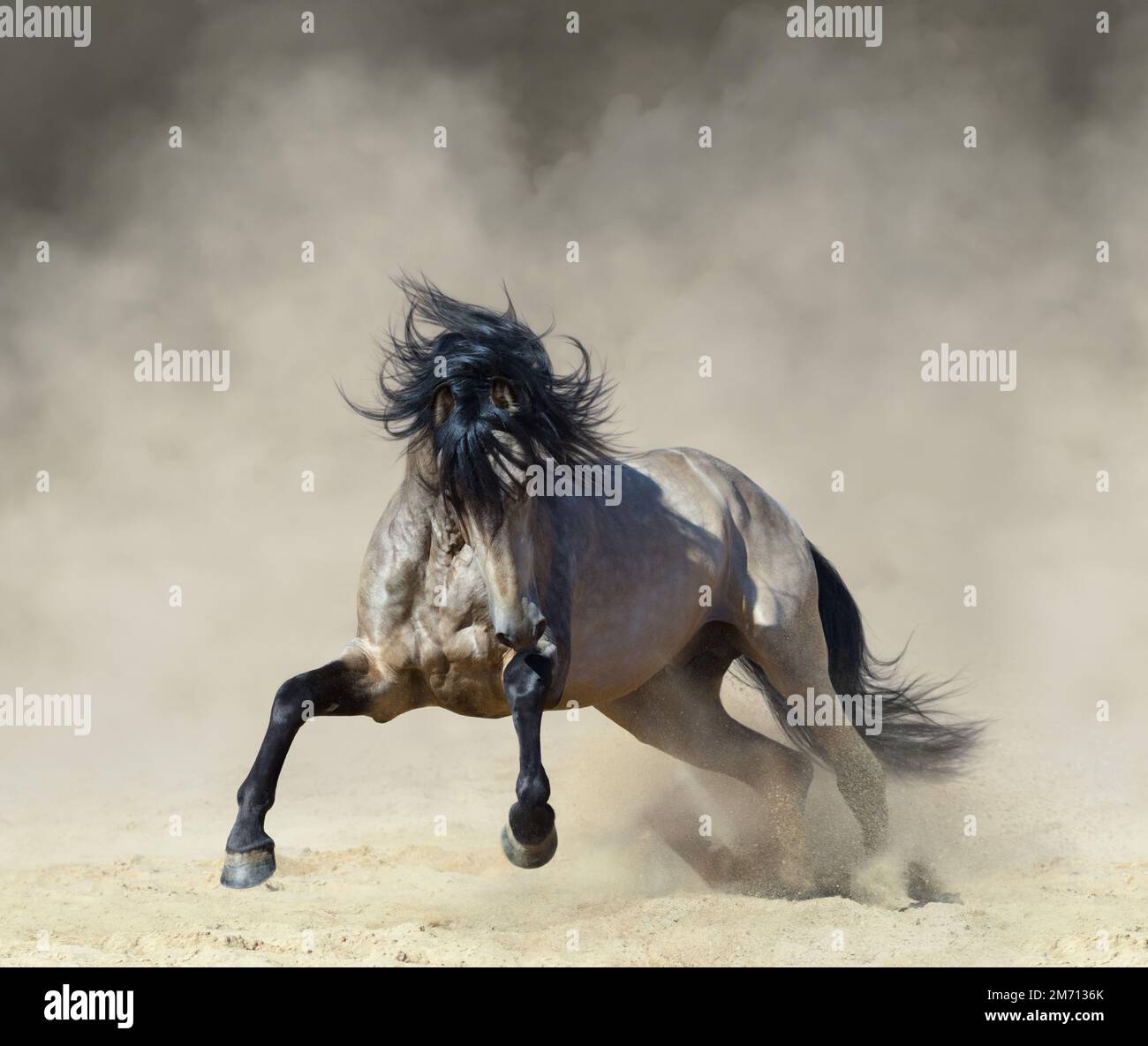Cavallo andaluso pureed che gioca sulla sabbia in paddock in polvere. Foto Stock