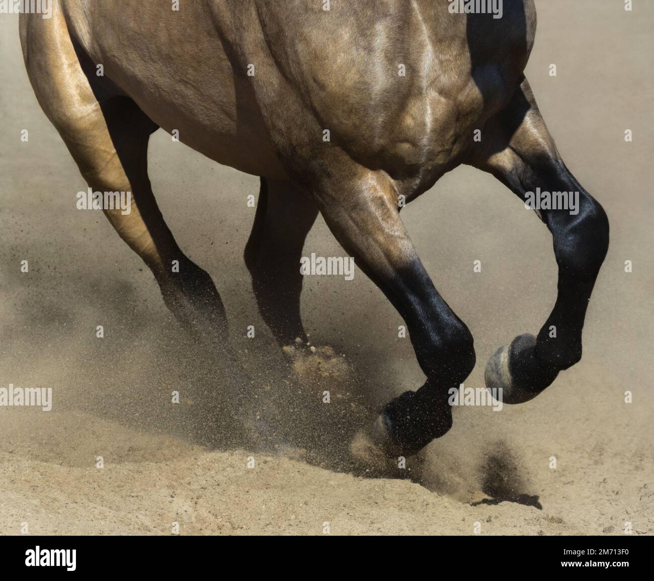 Gambe nere di corsa cavallo andaluso dun primo piano in polvere di sabbia. Foto Stock