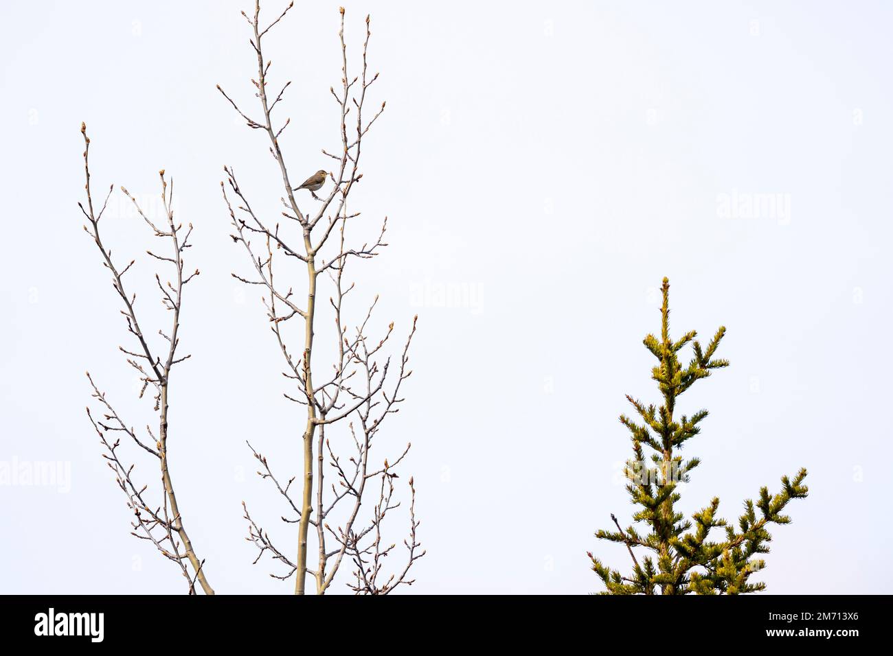 Willow Warbler (Phylloscopus trophilus), Parco Nazionale di Oulanka, Kuusamo, Ostrobothnia settentrionale, Finlandia Foto Stock
