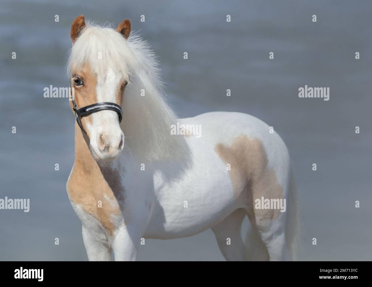 Dipingere American Miniature Horse su sfondo naturale. Foto Stock