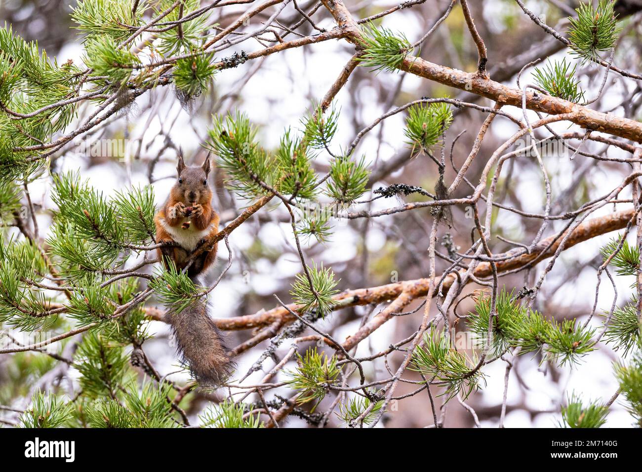 Scoiattolo rosso eurasiatico (Sciurus vulgaris) che si nuca su un cono di pino, Parco Nazionale di Oulanka, Kuusamo, Ostrobothnia settentrionale, Finlandia Foto Stock