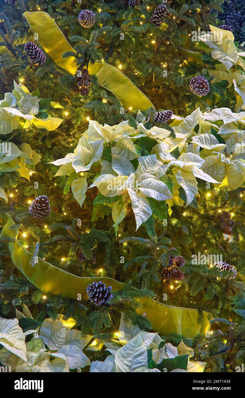 Grande albero di Natale, luci gialle, poinsettias bianco, nastro giallo, coni di pino, primo piano, festivo, vacanza, fiori, inverno Foto Stock