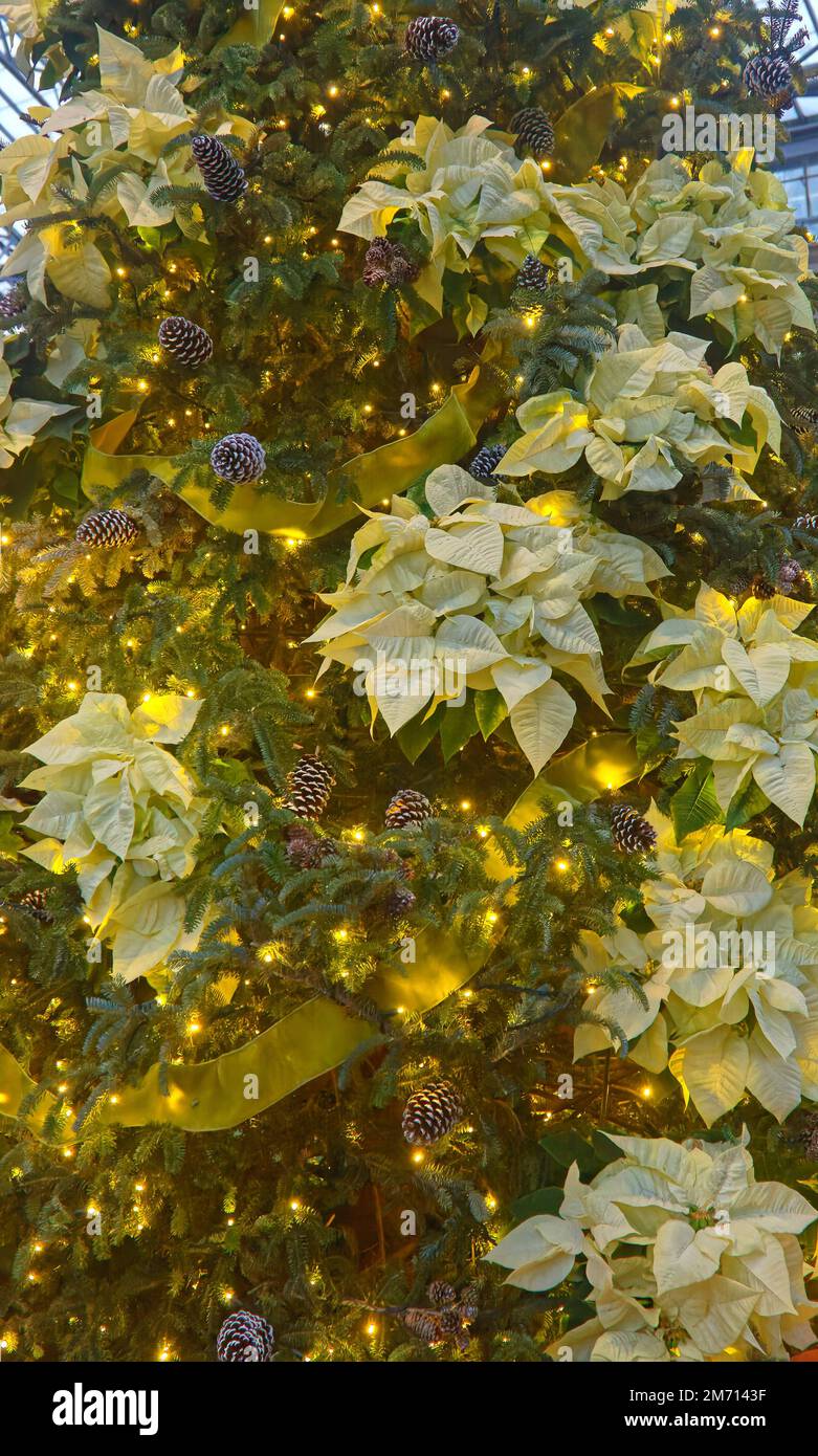Grande albero di Natale, luci gialle, poinsettias bianco, nastro giallo, coni di pino, festa, fiori, vacanza, inverno Foto Stock