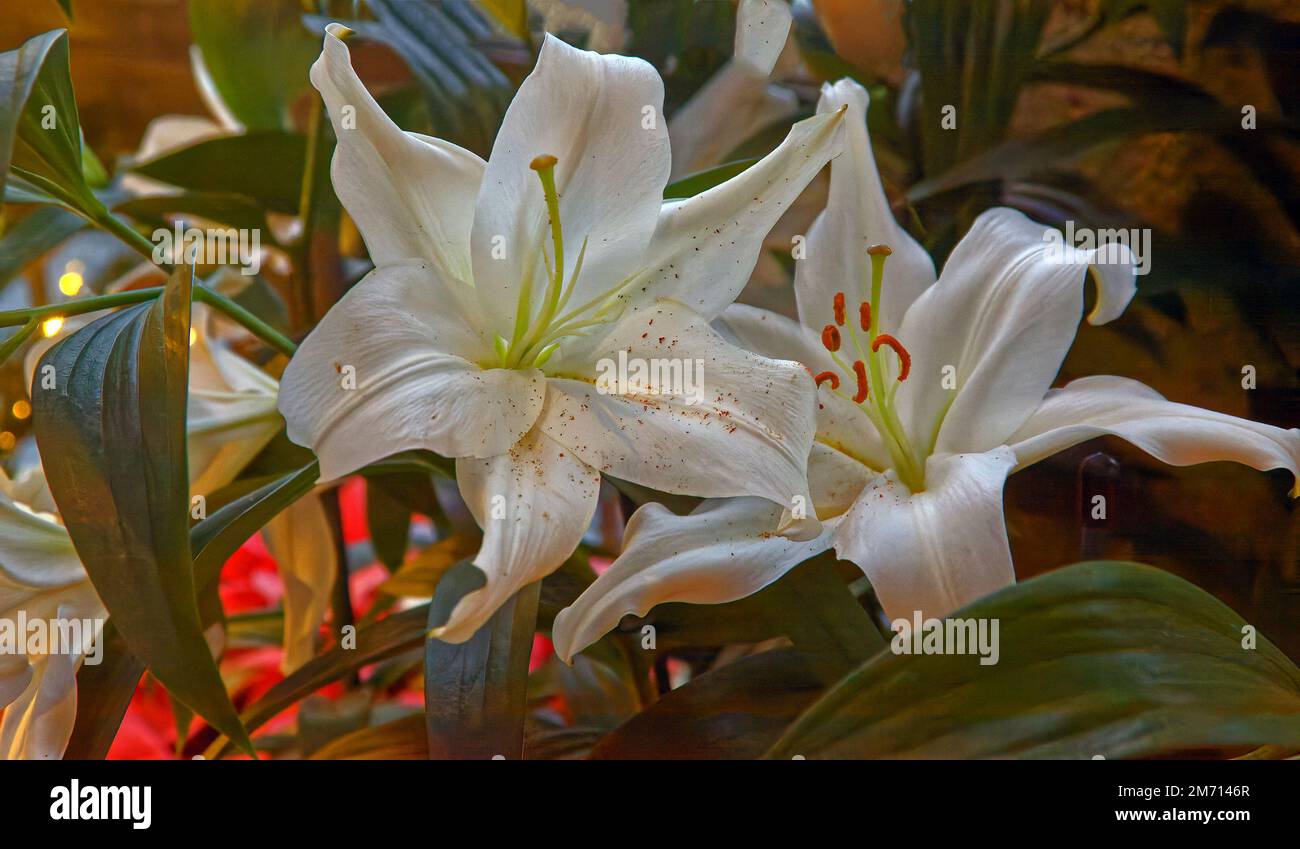 2 gigli bianchi da giorno, polline su petali, primo piano, fiori coltivati, natura, giardino, Foto Stock