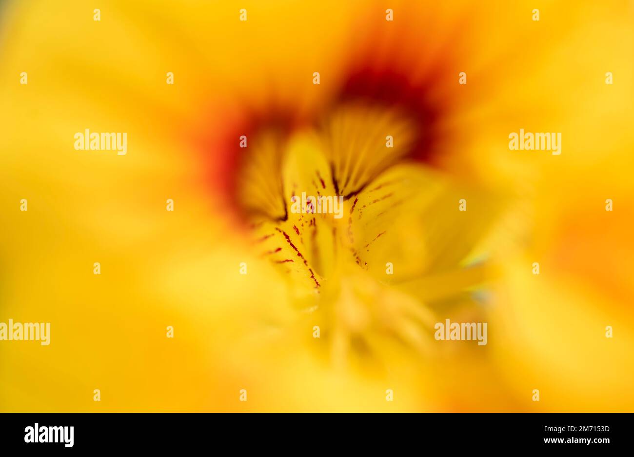 Fiore giallo, nasturzio, Baviera, Germania Foto Stock