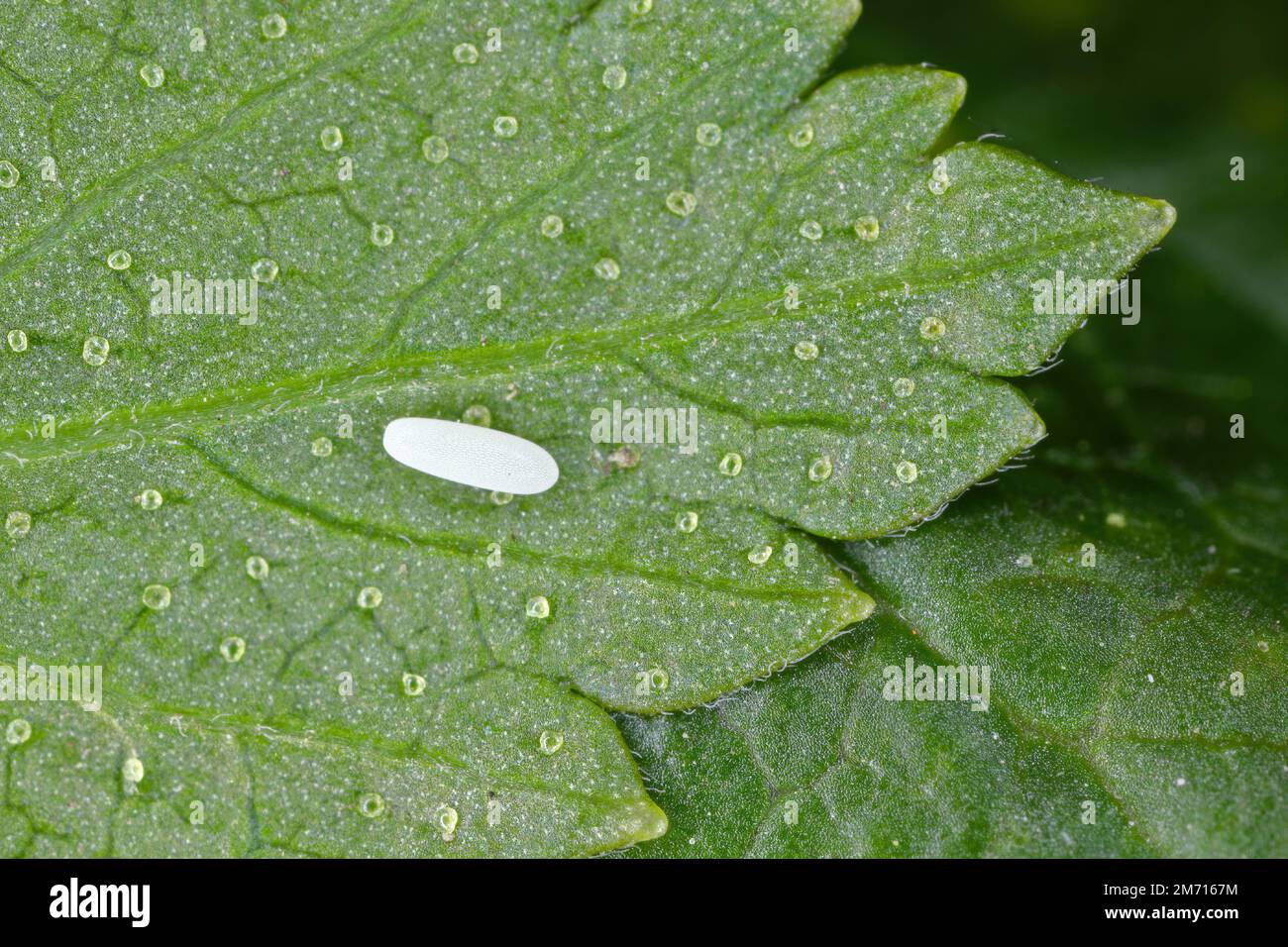 Volo lungo (Sphaerophoria scripta), uovo su una foglia di ribes. Foto Stock