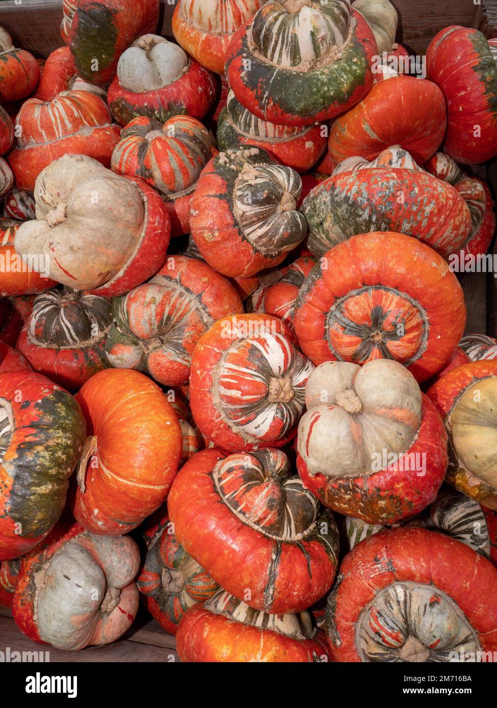 Un grande mucchio di zucca mitra del vescovo, mostra di zucca al Bluehende Barock Ludwigsburg, Ludwigsburg, Baden-Wuerttemberg, Germania Foto Stock