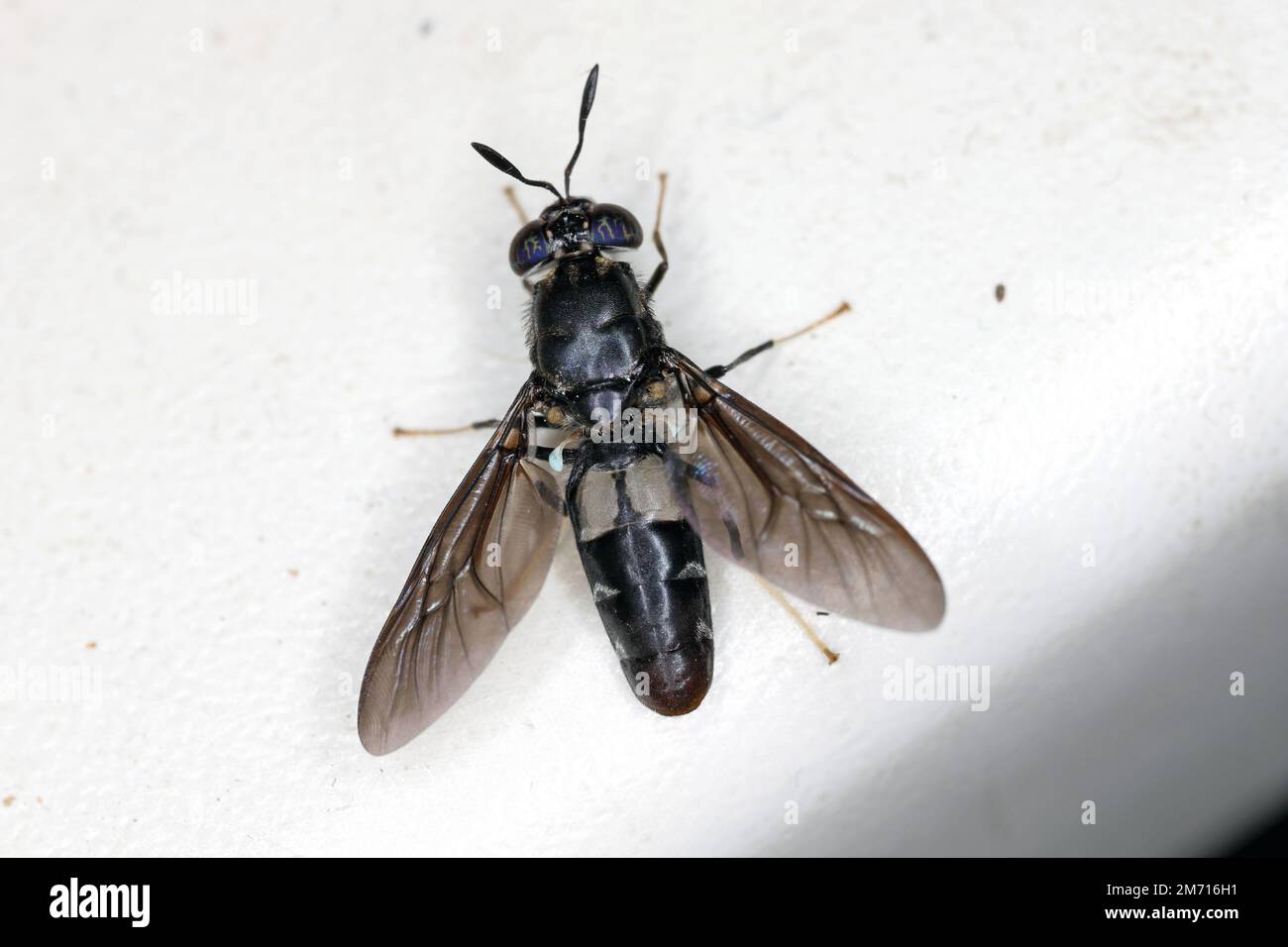 Black Soldier fly specie Hermetia illuens in alta definizione con messa a fuoco estrema. Foto Stock