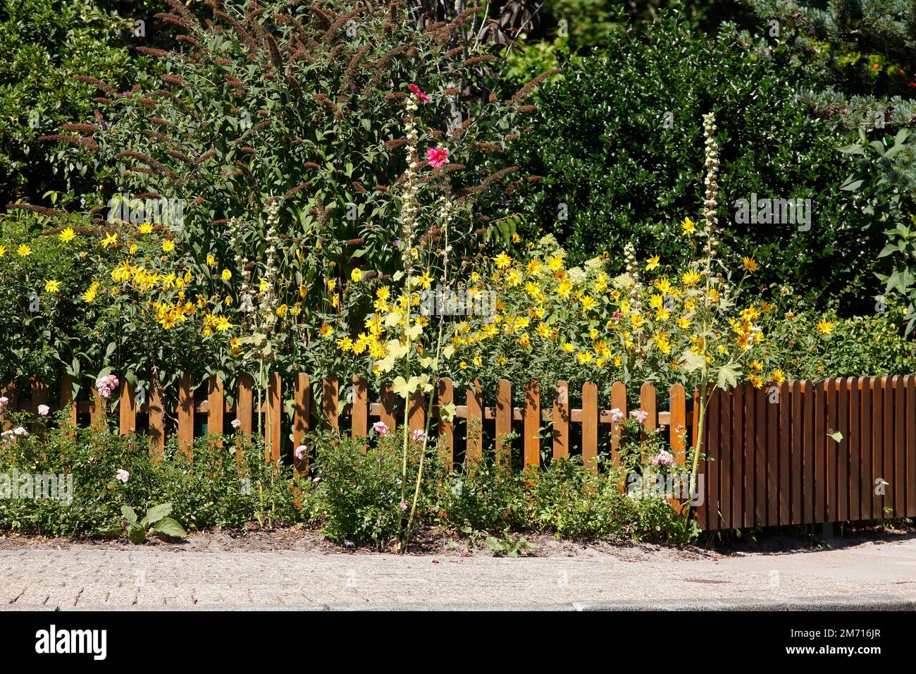 Recinzione, recinzione di legno, recinzione da giardino, Fiori, Germania Foto Stock
