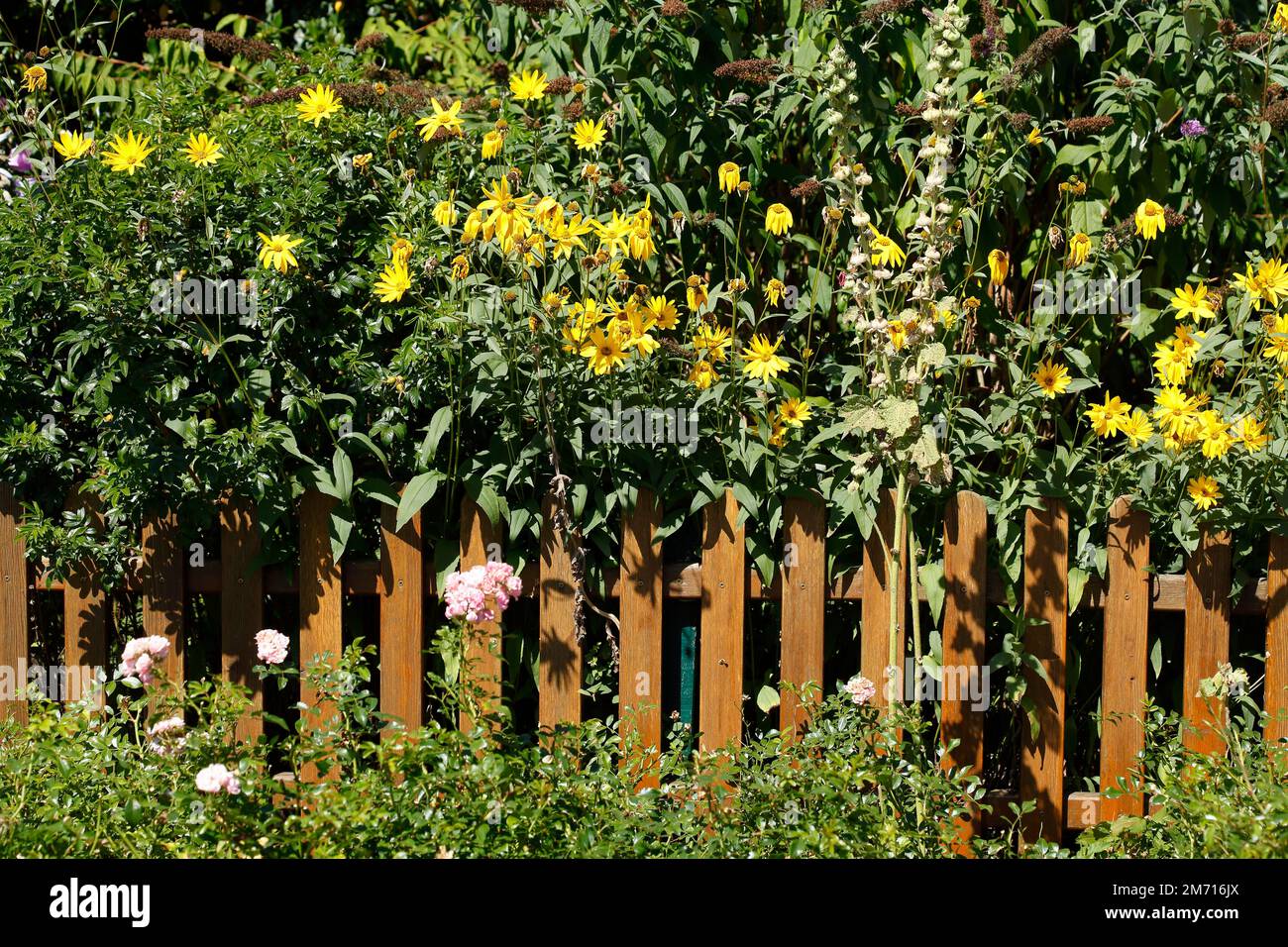 Recinzione, recinzione di legno, recinzione da giardino, Fiori, Germania Foto Stock