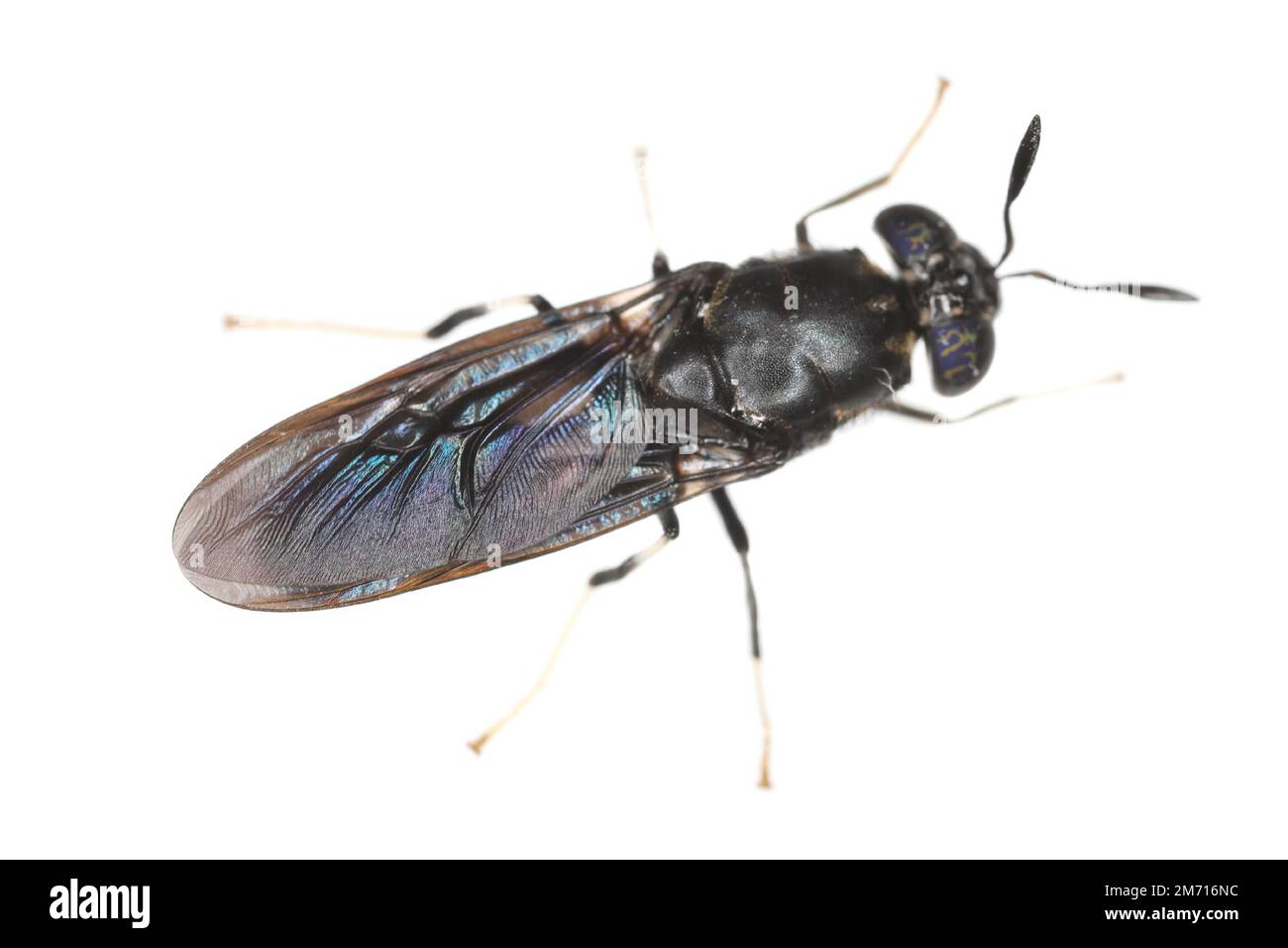 Black Soldier fly specie Hermetia illuens in alta definizione con messa a fuoco estrema. Isolato su sfondo bianco. Foto Stock