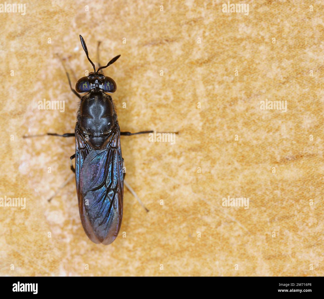 Black Soldier fly specie Hermetia illuens in alta definizione con messa a fuoco estrema. Foto Stock