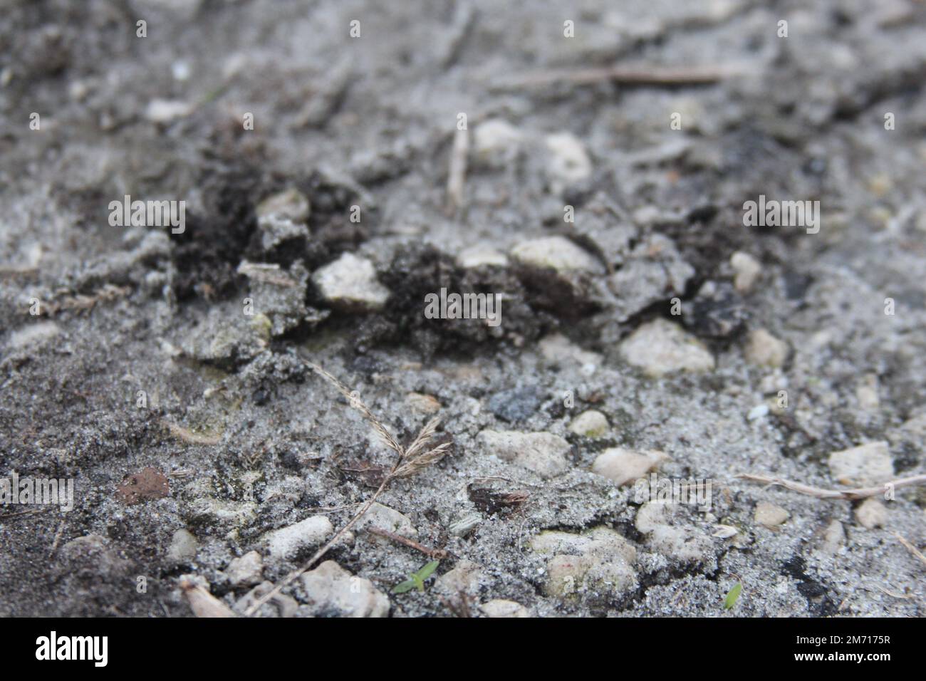 Primo piano di ghiaia e rocce Foto Stock
