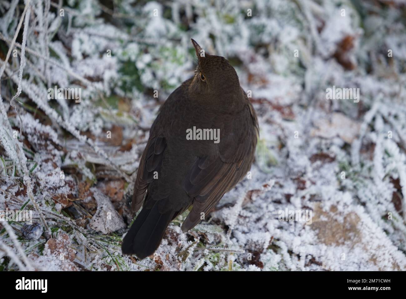 Eurasian Blackbird su cespuglio con neve in inverno.Female comune blackbird (Turdus merula) arroccato su un ceppo di albero, isolato su uno sfondo gelido Foto Stock