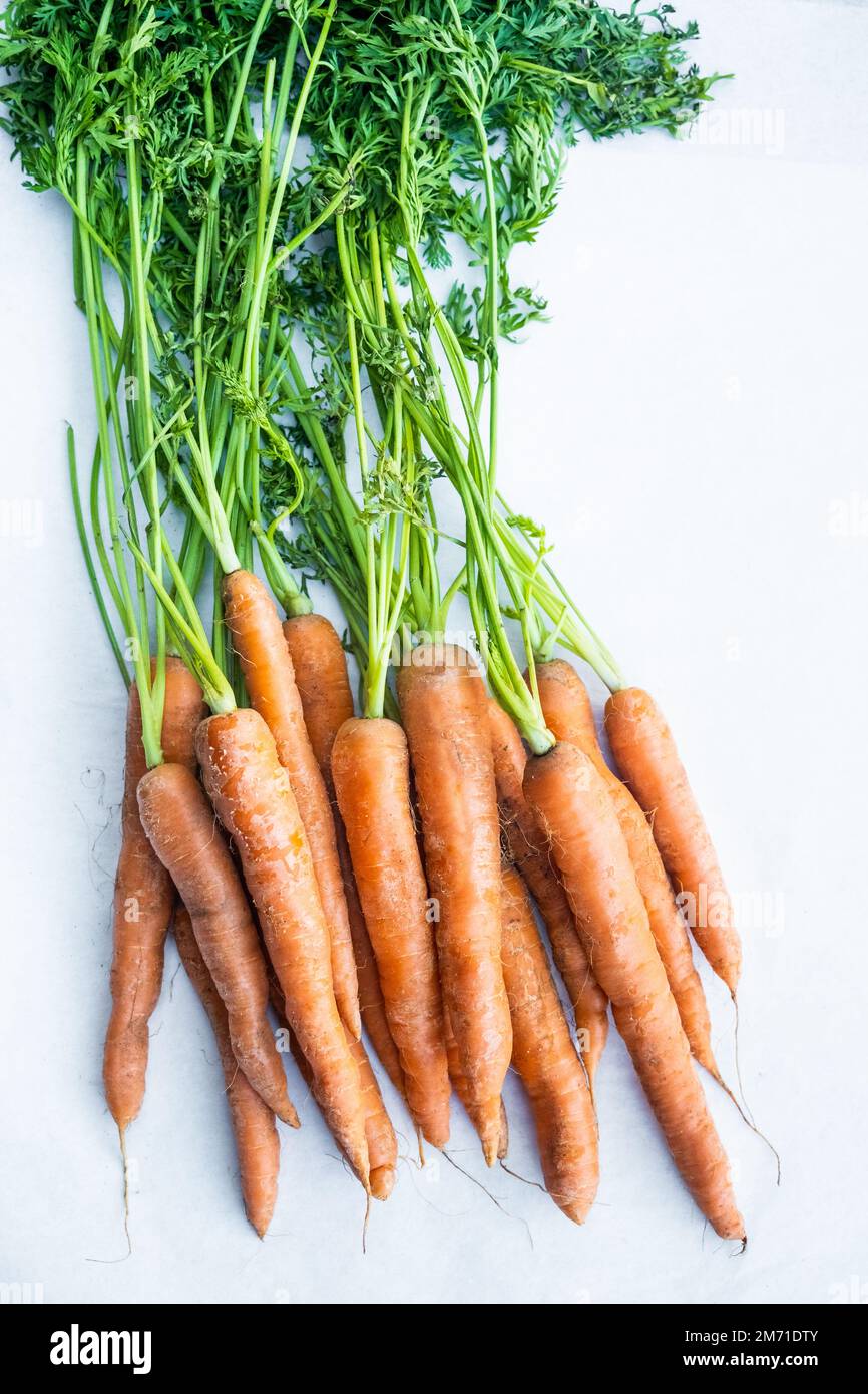 Un mazzo di carote arancioni con i loro verdi carote ancora attaccati. Foto Stock