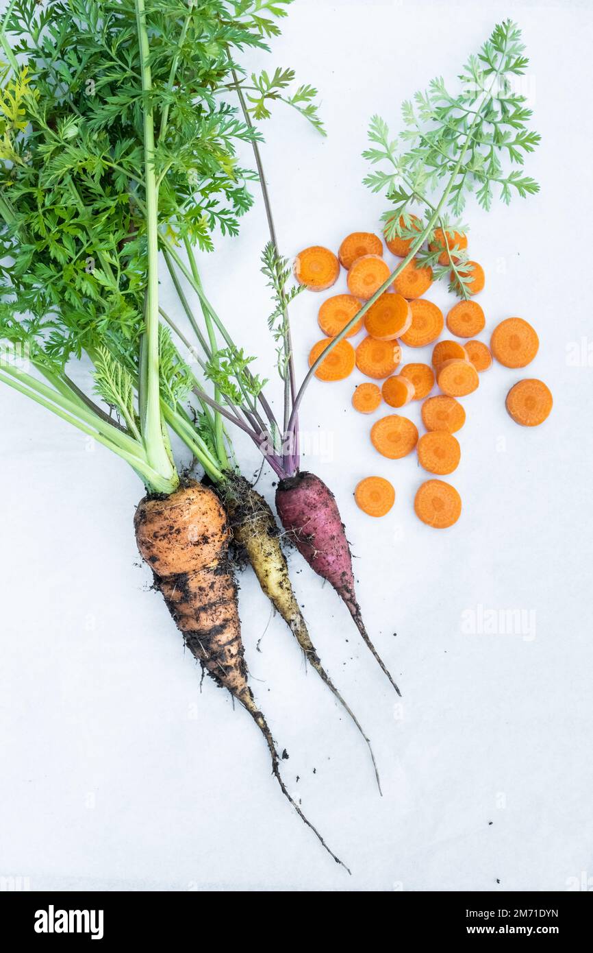Carote arcobaleno appena raccolte coperte di terreno con carote affettate viste dall'alto. Foto Stock