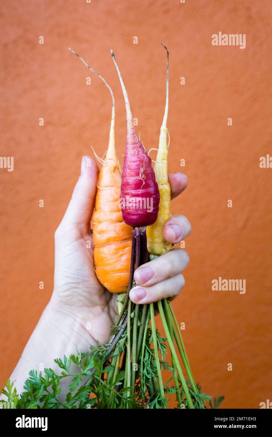 Mano che tiene 3 carote arcobaleno su uno sfondo arancione. Foto Stock