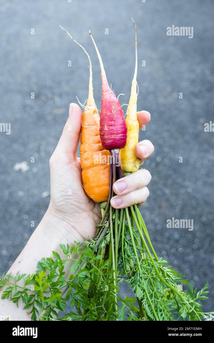 Mano che tiene 3 carote arcobaleno su uno sfondo grigio. Foto Stock