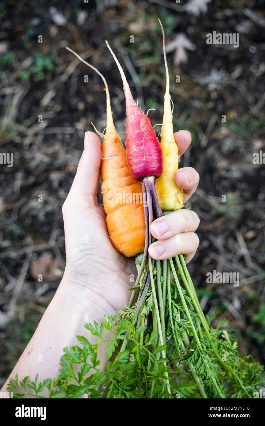 Mano che tiene 3 carote arcobaleno colorate nel giardino dopo la raccolta e il lavaggio delle carote. Foto Stock