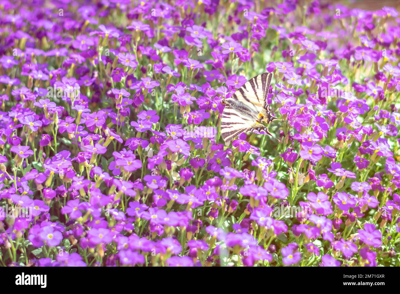 Aubrieta ibrida giardino di fiori viola profondo con una farfalla coda di rondine Papilio machaon Foto Stock