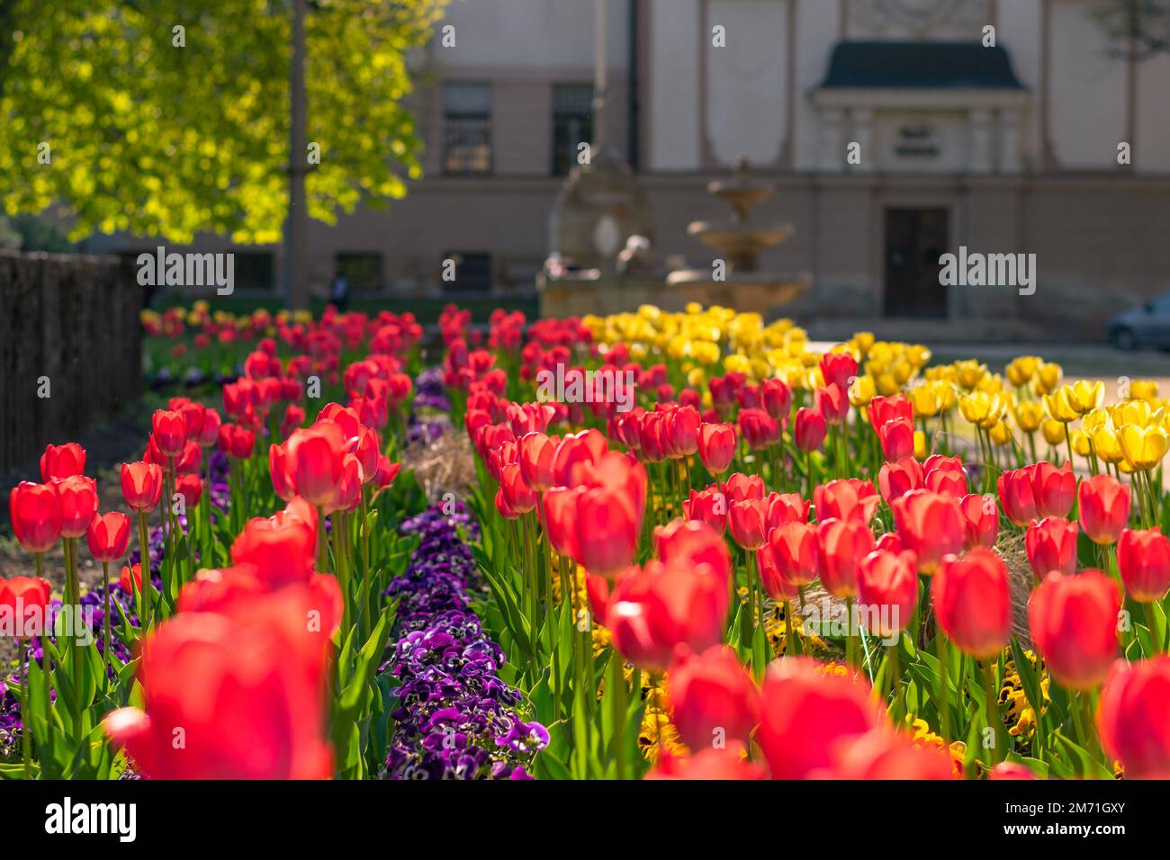 Un bellissimo giardino di tulipani in un parco, Balassagyarmat, Ungheria Foto Stock