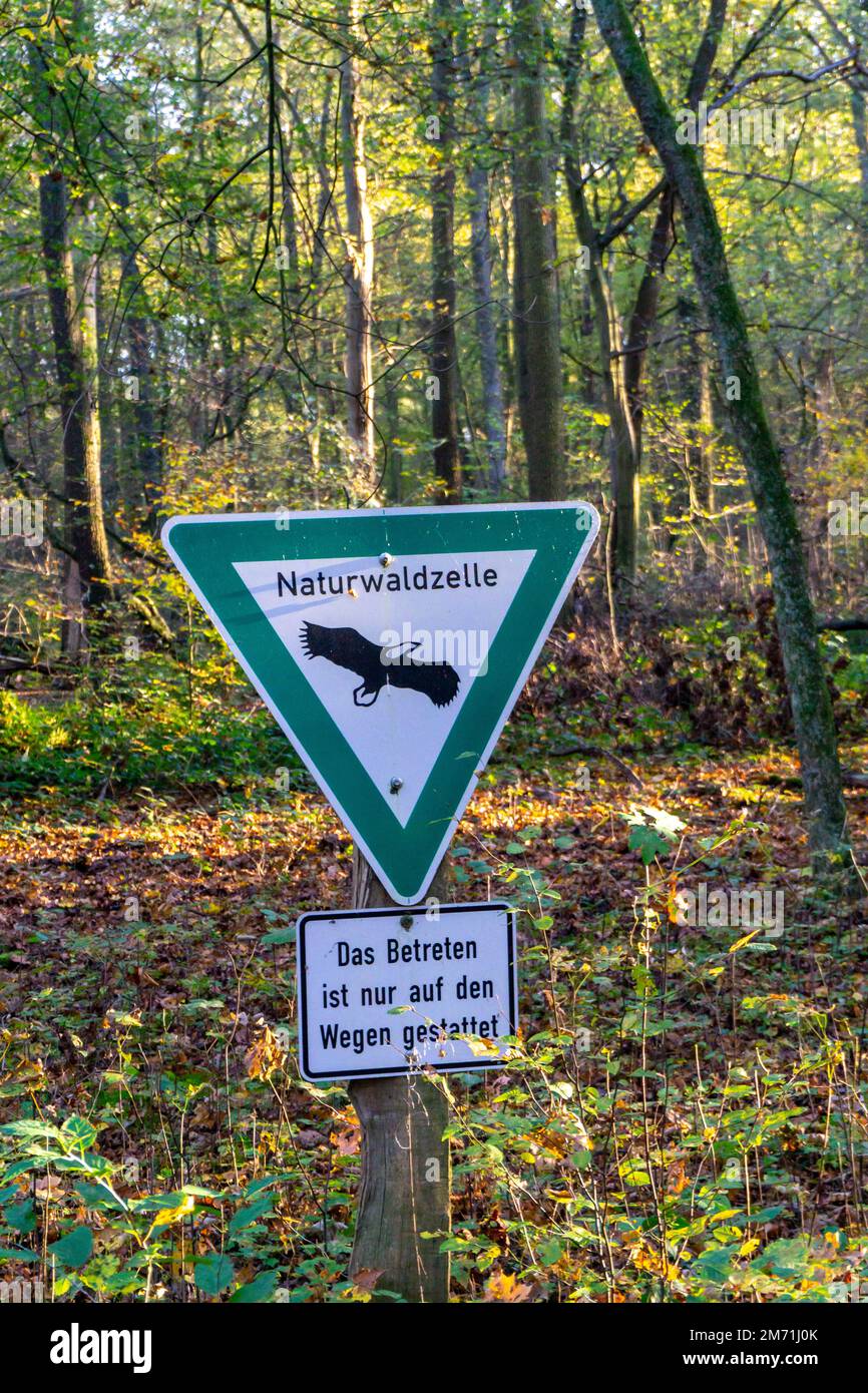 Cellula di foresta naturale, foresta di Überanger Mark, vicino a Düsseldorf, area protetta forestale lasciata a se stessa, nessun intervento umano nella natura, foresta naturale, NR Foto Stock