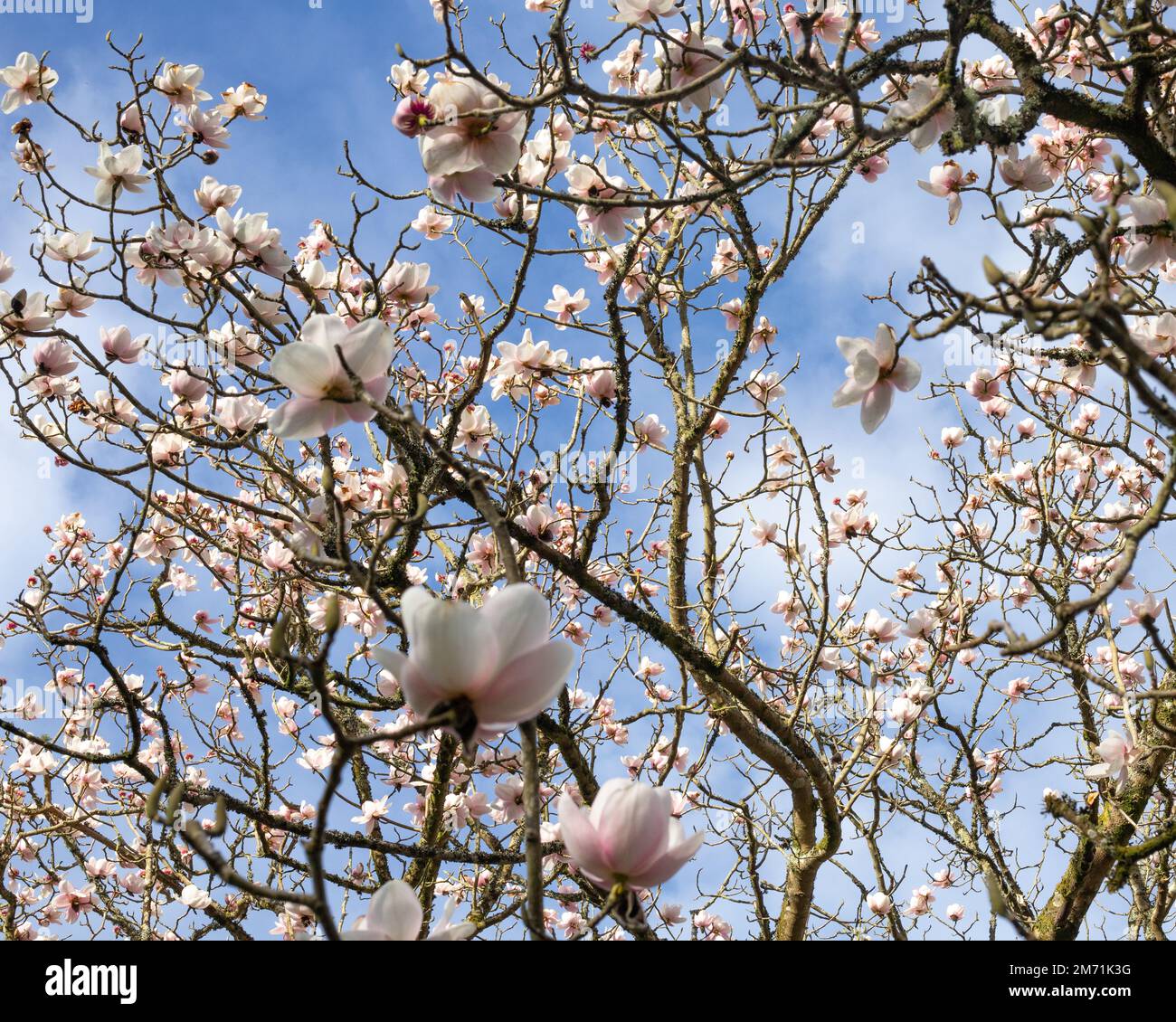 Albero in fiore sullo sfondo di un cielo blu. Nei giardini del campus della Falmouth University. Foto Stock