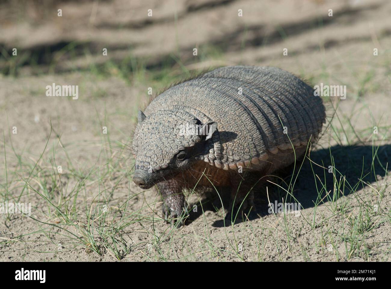 Mucche allevate con pascoli naturali, produzione di carne nella campagna argentina, provincia la Pampa, Argentina. Foto Stock