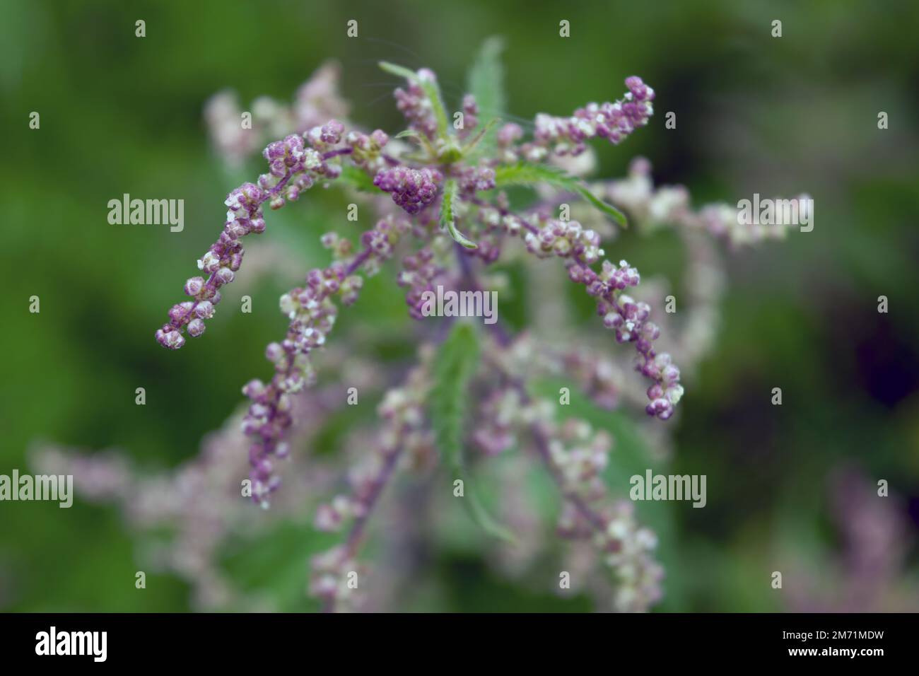 L'album Chenopodium è un tipo di album annuale grigio-verde erbaceo, coperto da piante grigiastre in polvere della famiglia delle Lobodacee. Foto Stock