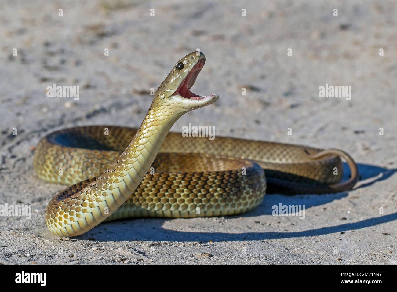 Impressionante serpente australiano della tigre orientale Foto Stock