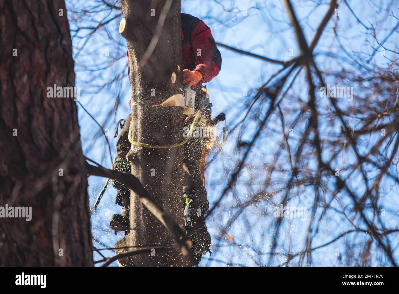 Arborista chirurgo albero taglio rami di albero con motosega, taglialegna lumberjack in arrampicata uniforme e lavorando su altezze, processo di potatura albero a Foto Stock