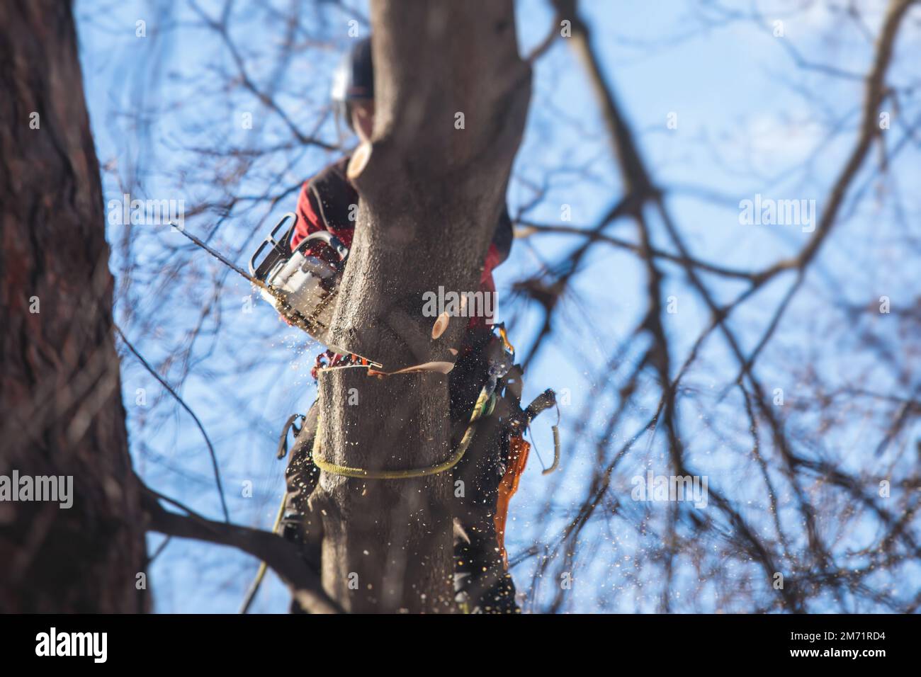 Arborista chirurgo albero taglio rami di albero con motosega, taglialegna  lumberjack in arrampicata uniforme e lavorando su altezze, processo di  potatura albero a Foto stock - Alamy