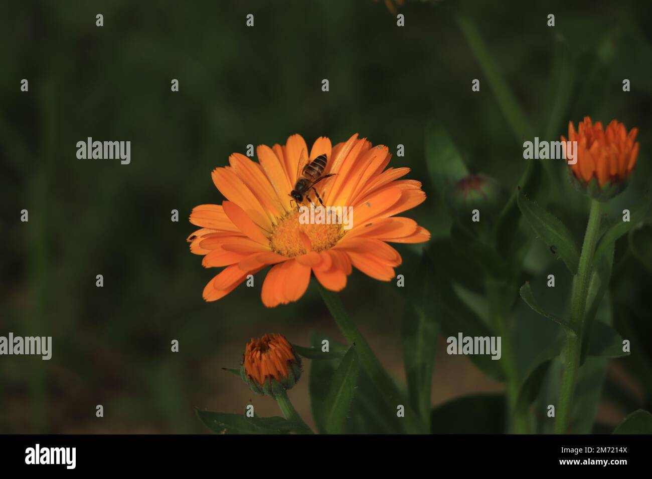 Calendula fiore nel giardino vista dall'alto primo piano. Grado cuore verde. Foto Stock