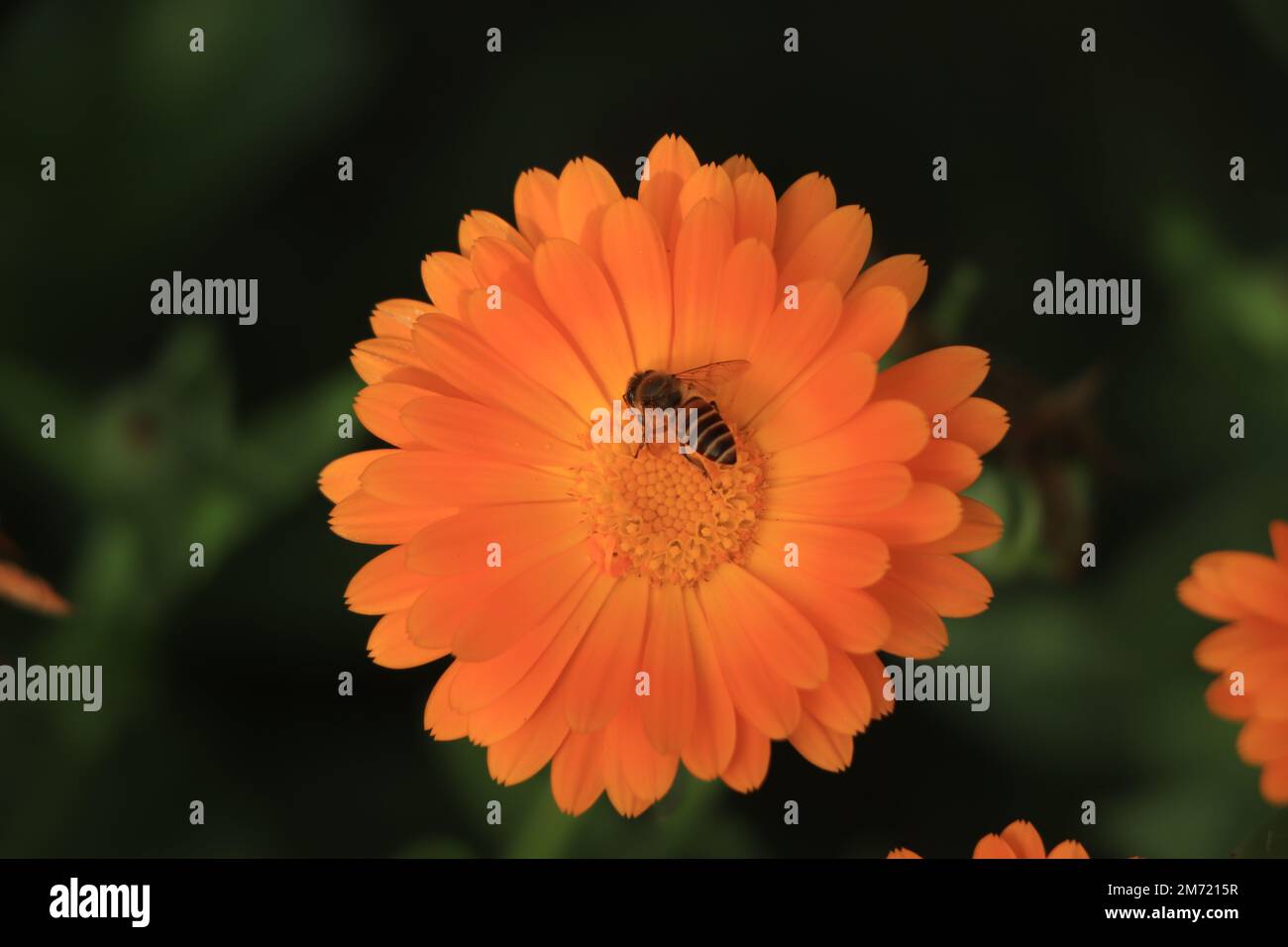 Ape seduta su calendula arancione Foto Stock