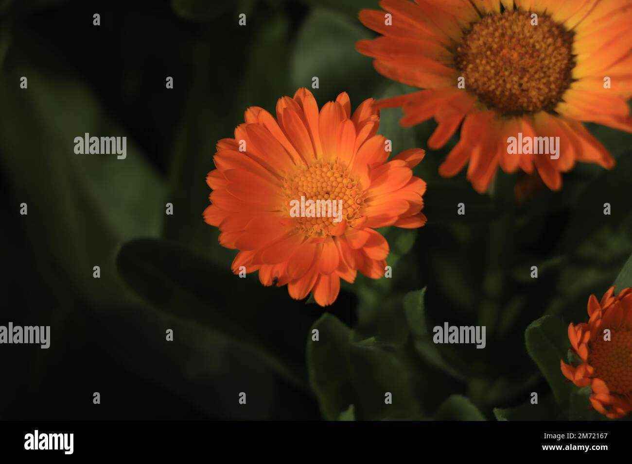 Calendula fiore nel giardino vista dall'alto primo piano. Grado cuore verde. Foto Stock