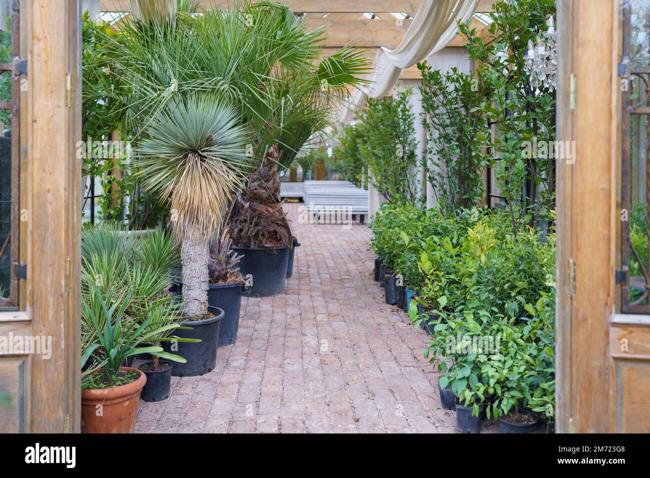 Lussureggiante serra tropicale piena di varie piante esotiche Foto Stock