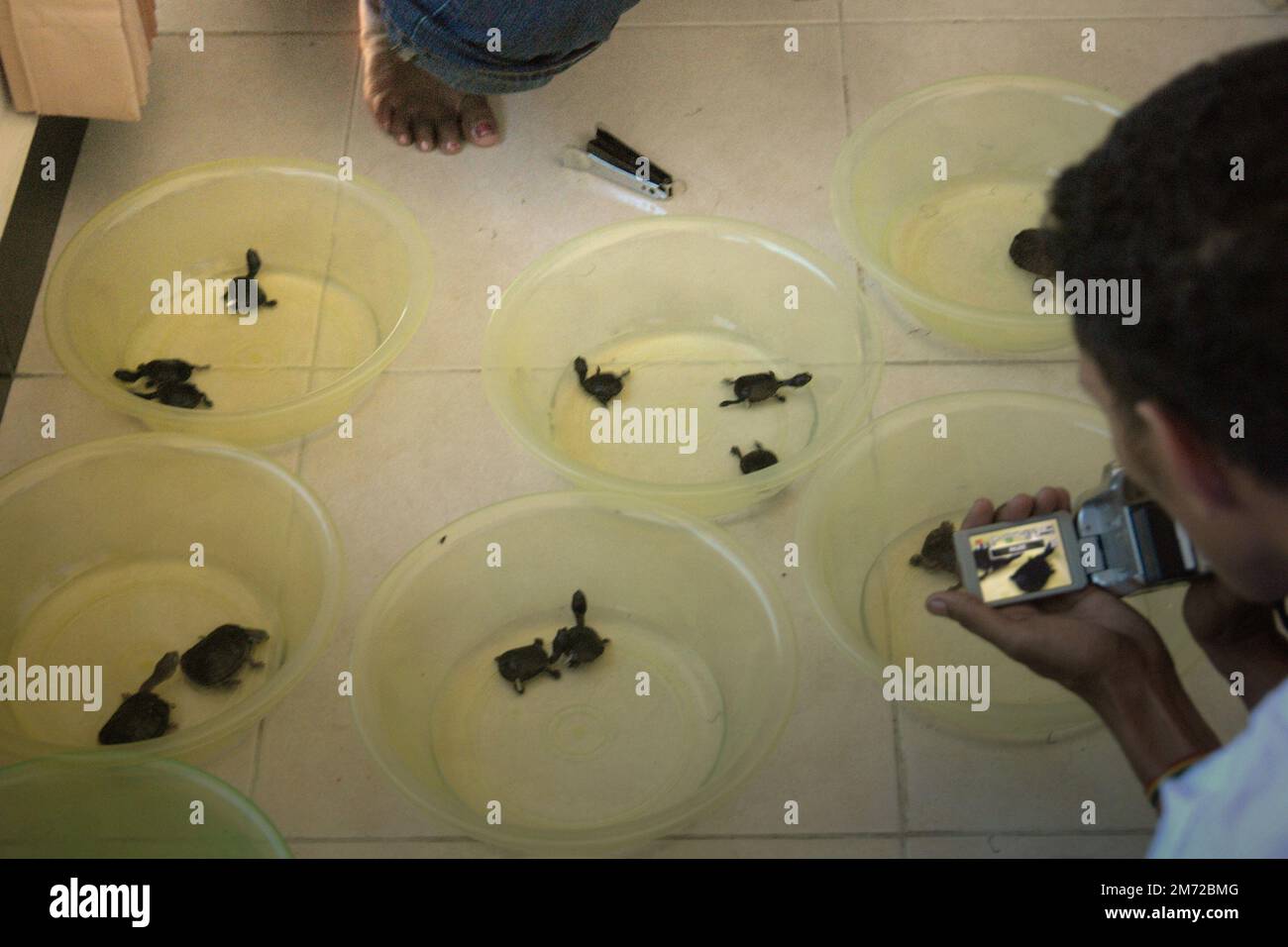Un giornalista che prende video dei giovani endemici della tartaruga dal collo di serpente di Rote Island (Chelodina mccordi) che sono stati condizionati in un hotel a Batu Termanu, Central Rote, Rote Ndao, East Nusa Tenggara, Indonesia. Allevate in un impianto di allevamento certificato a Giacarta e stanno facendo un lungo viaggio verso la sua isola natale, le tartarughe di acqua dolce a rischio critico saranno rilasciate sul lago Pito, uno dei loro habitat naturali adatti. La specie soffre di commercio di fauna selvatica. Foto Stock